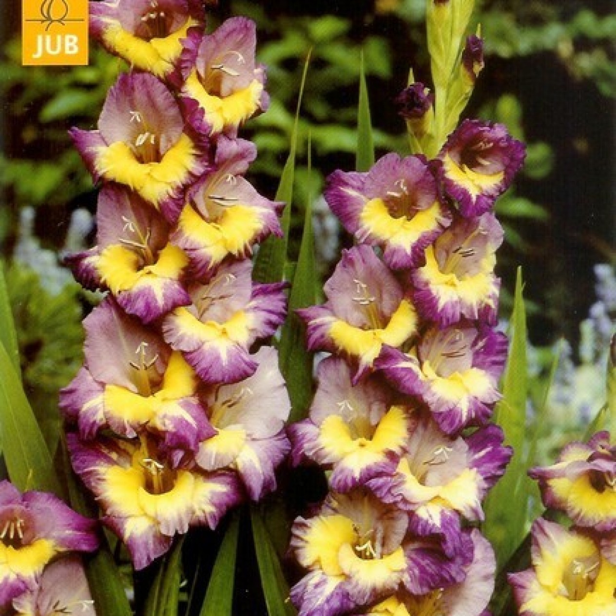 720030-gladiolus-grandiflorus-groep-dynamite