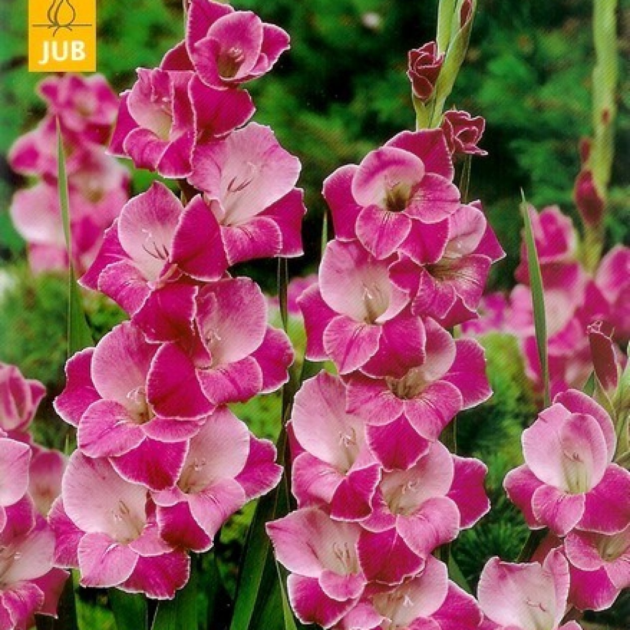720080-gladiolus-grandiflorus-groep-invitation