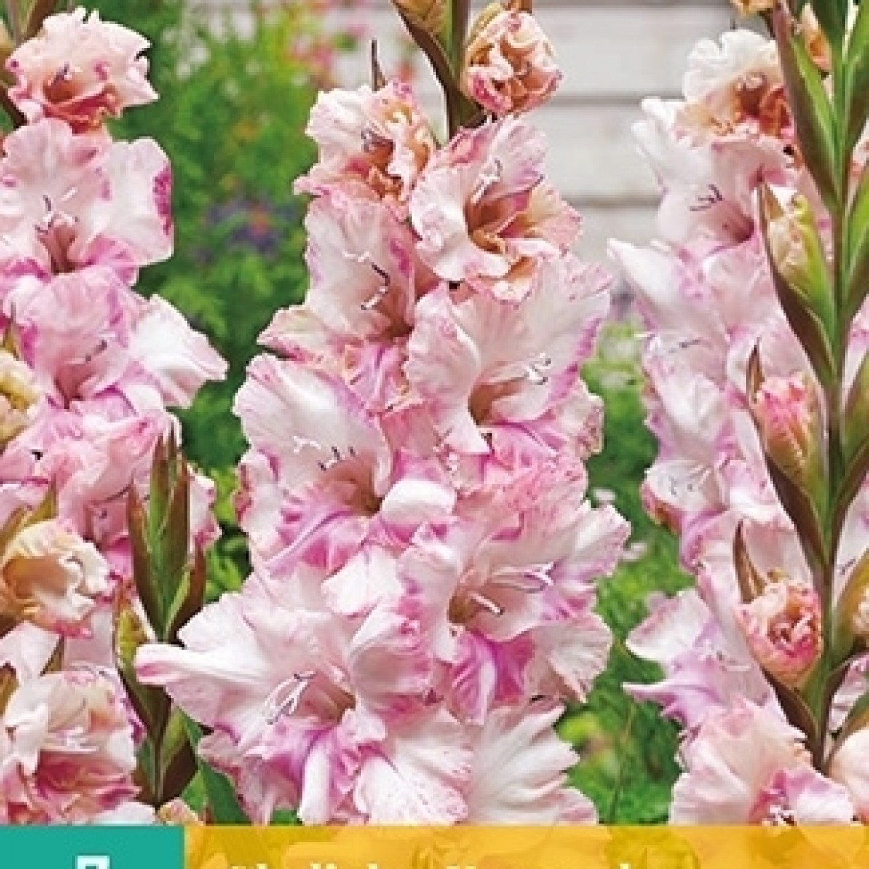 720100-gladiolus-grandiflorus-groep-kissy-ruffle-krasnodar