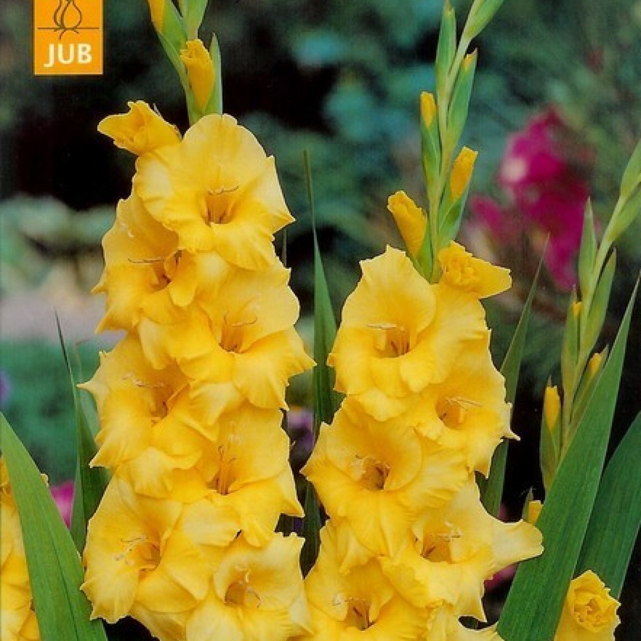 720150-gladiolus-grandiflorus-groep-nova-lux