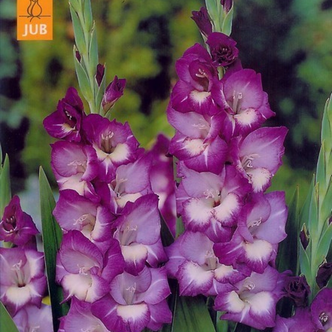 720285-gladiolus-grandiflorus-groep-purple-flora