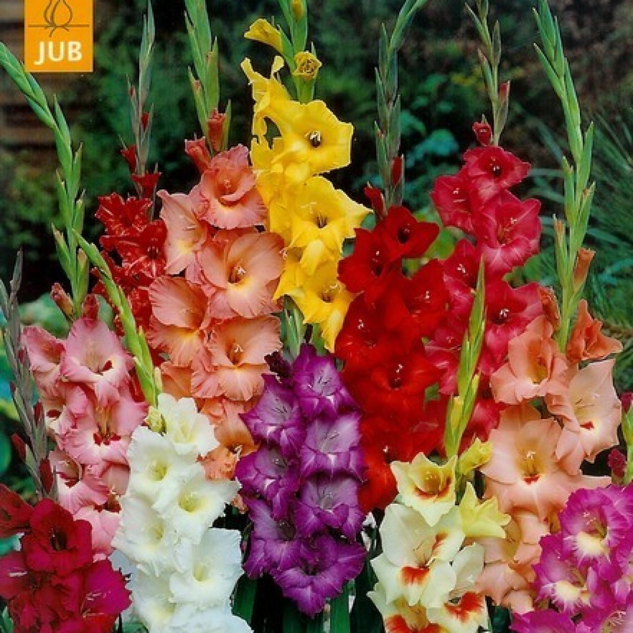 720500-gladiolus-grandiflorus-groep-gemengd