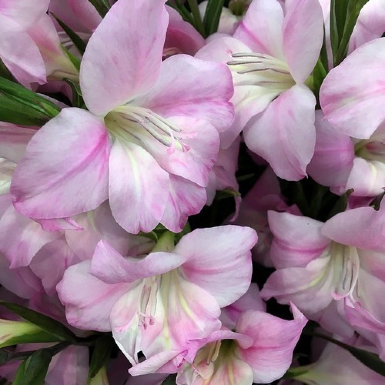 720660-gladiolus-nanus-groep-charming-lady