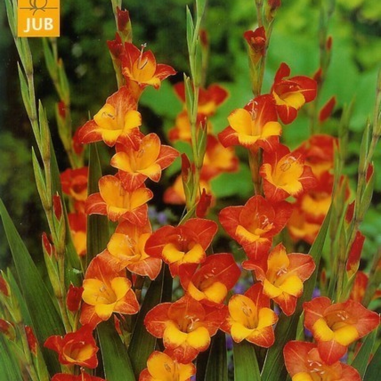721385-gladiolus-colvillii-butterflytype-hybride-little-darling