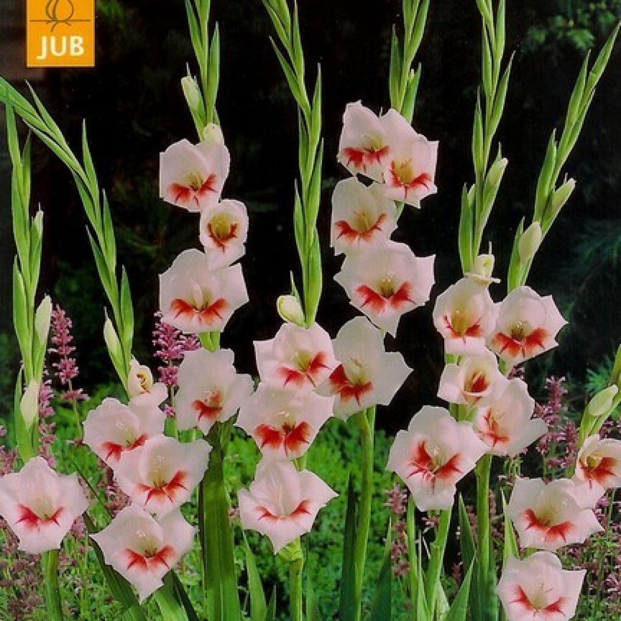721410-gladiolus-colvillii-butterflytype-hybride-shocking