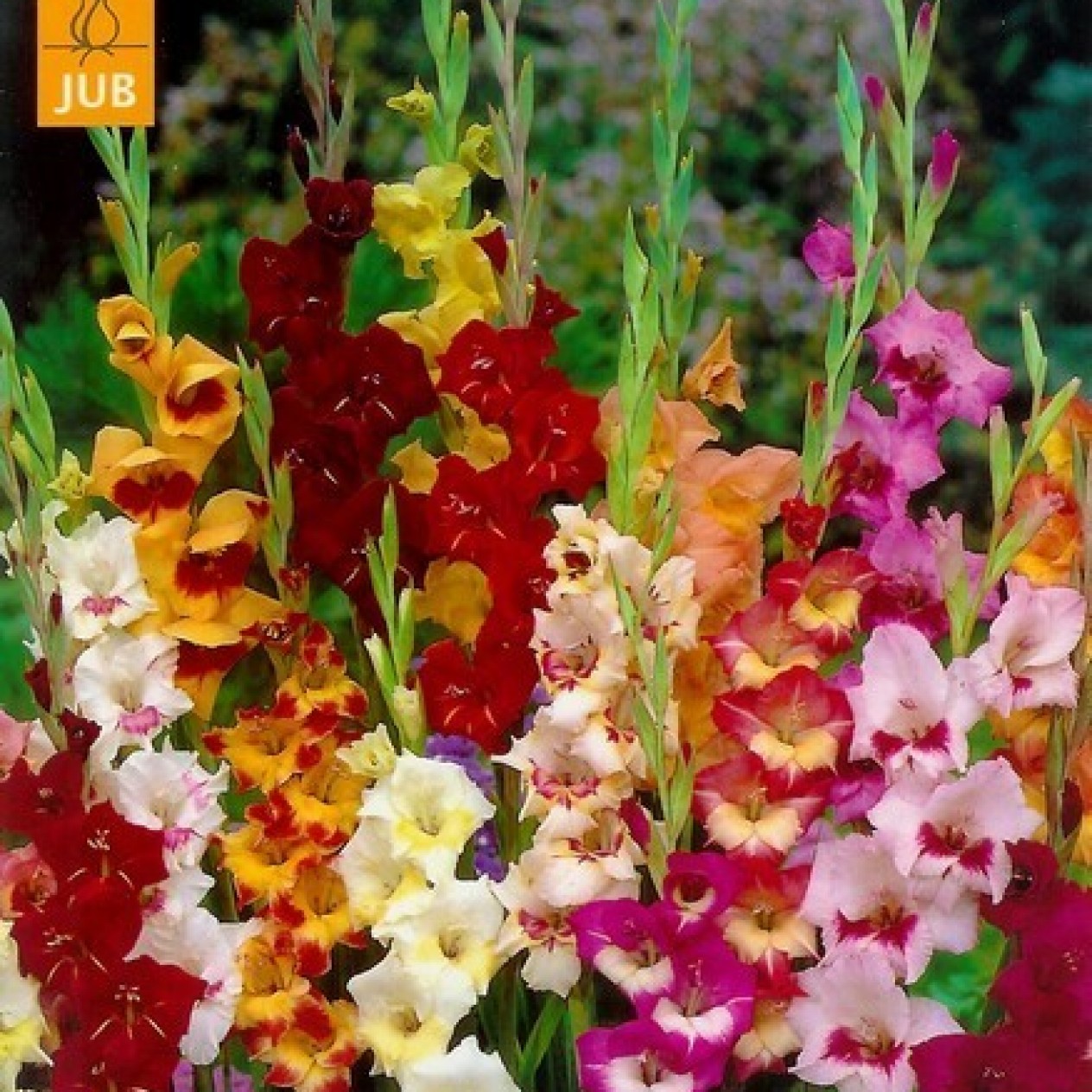 721450-gladiolus-colvillii-butterflytype-hybride-gemengd