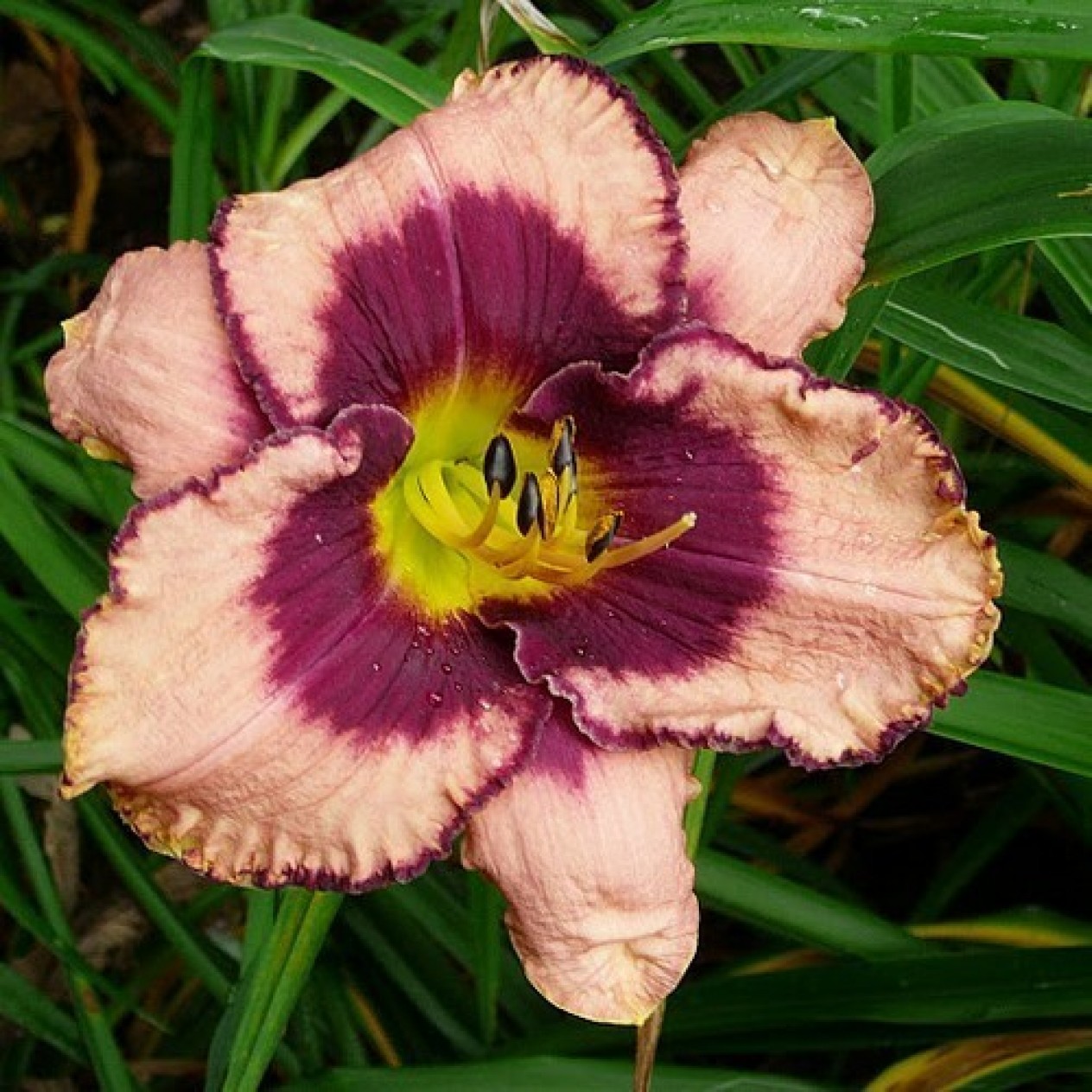 721797-hemerocallis-hybriden-daring-deception