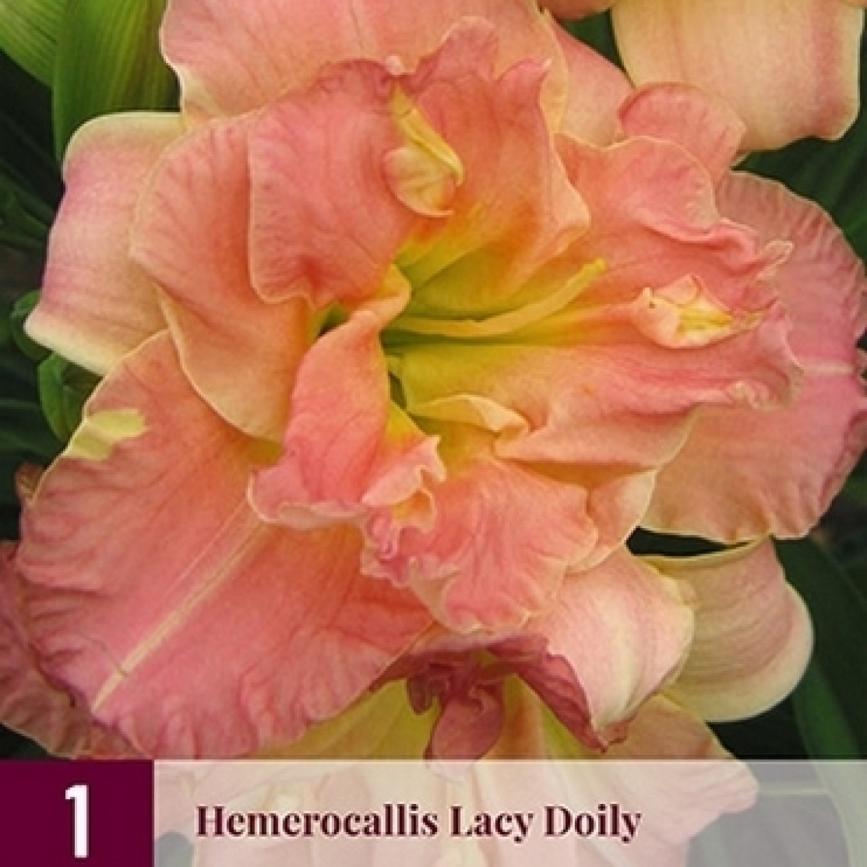 721804-hemerocallis-hybriden-lacy-doily