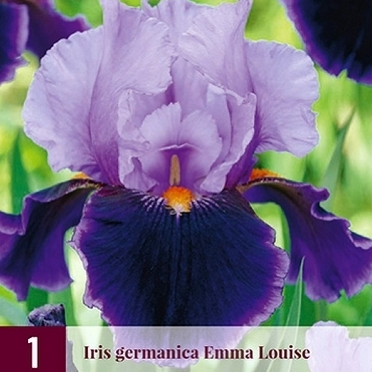 721834-iris-germanica-emma-louise
