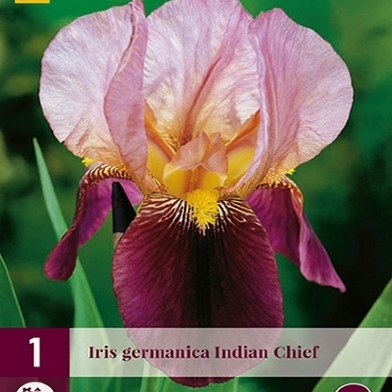 721850-iris-germanica-indian-chief