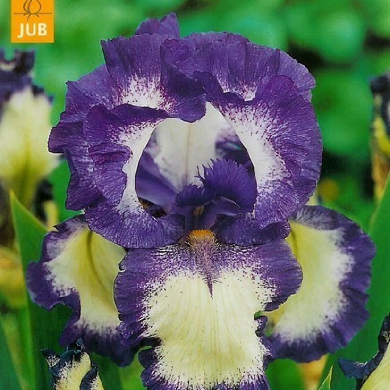 721865-iris-germanica-loop-the-loop