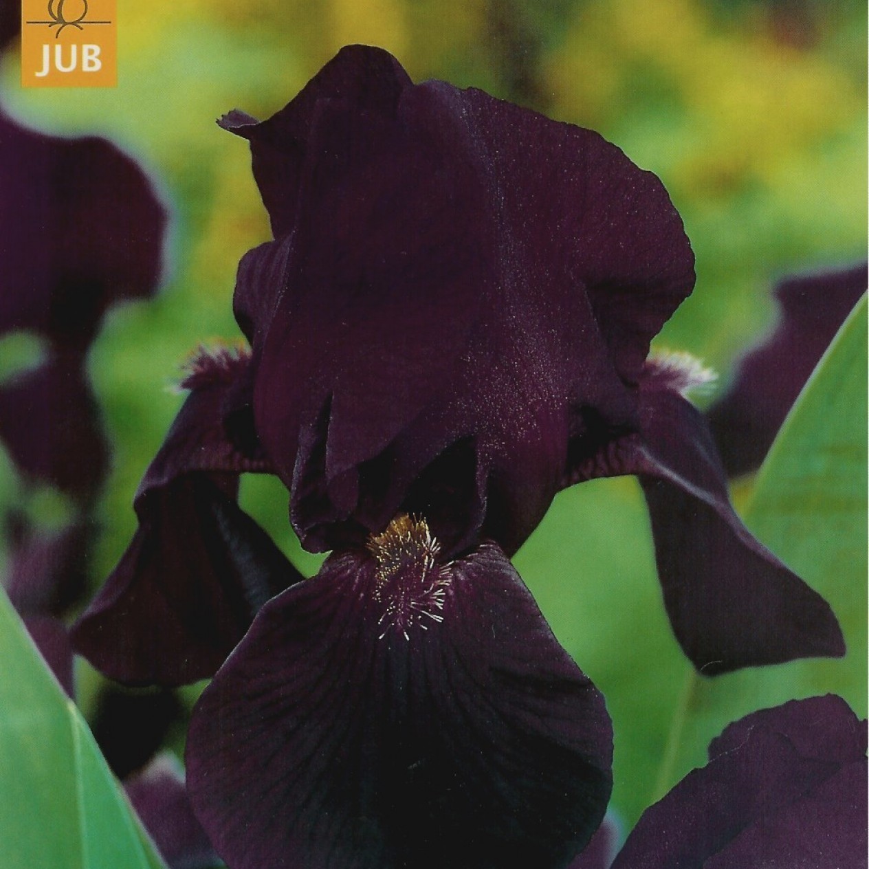 721890-iris-germanica-sign-leo-night-owl