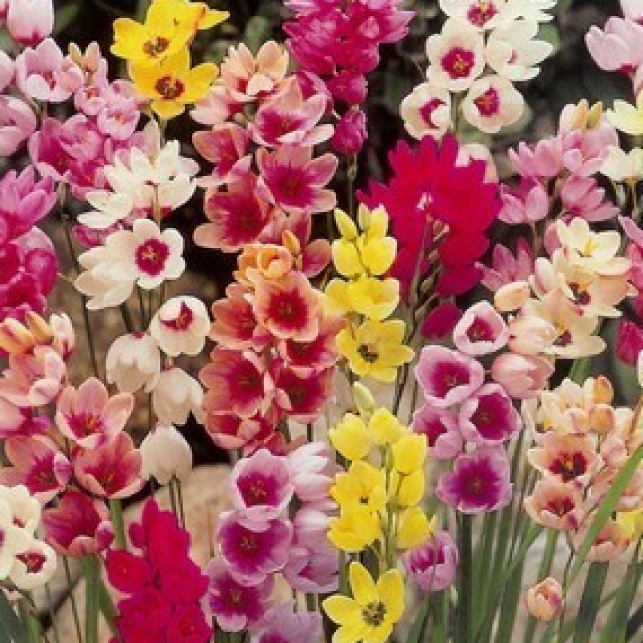 722000-ixia-hybrida-mix