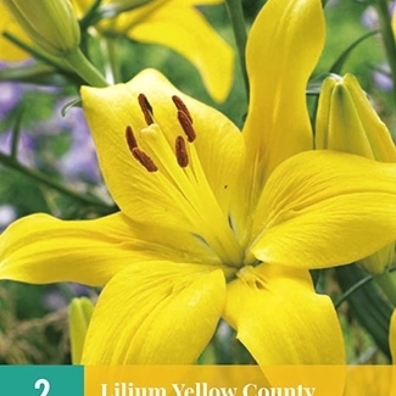 722130-lilium-hybrida-belladonna-yellow-yellow-power