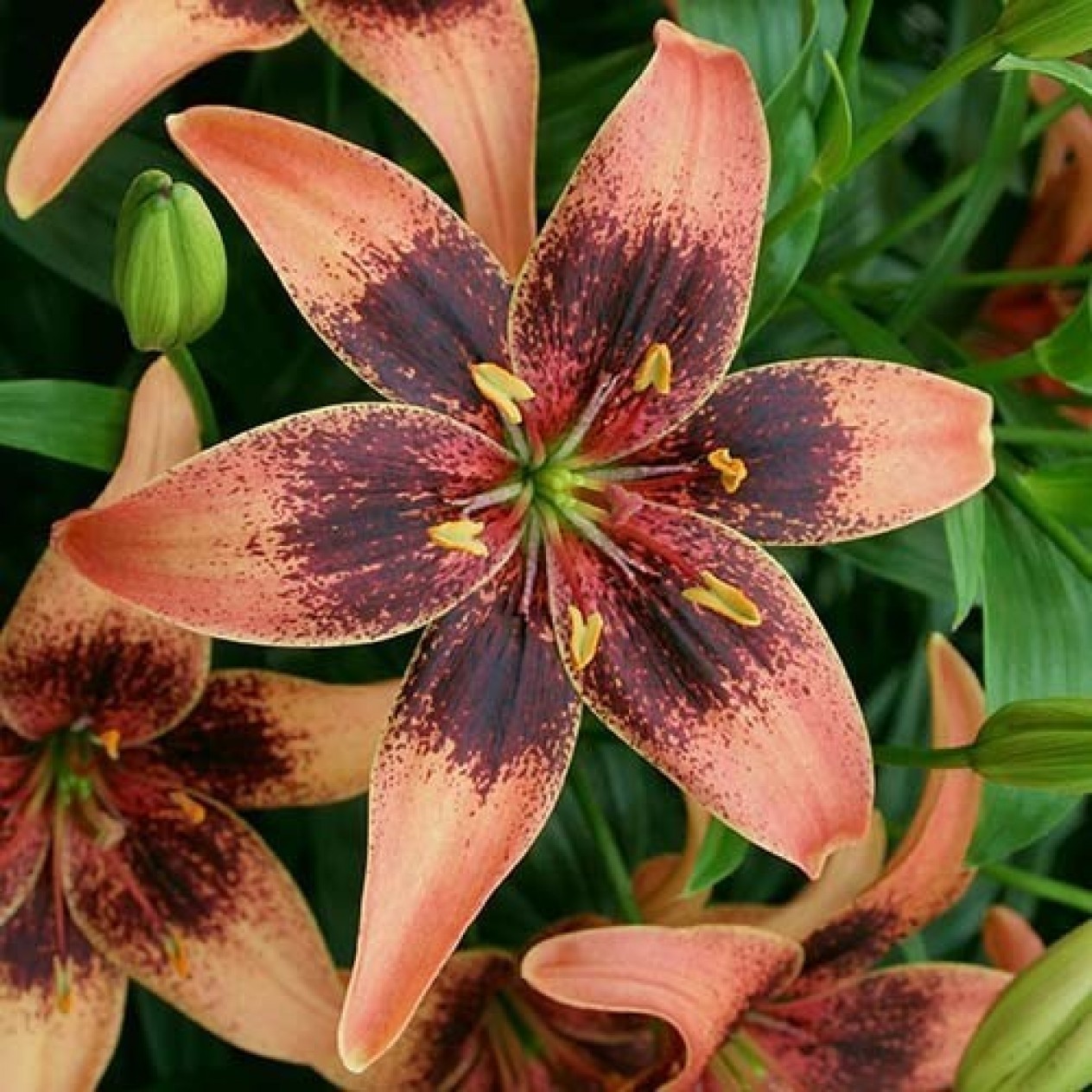 722180-lilium-hybrida-burning-pixels-whistler
