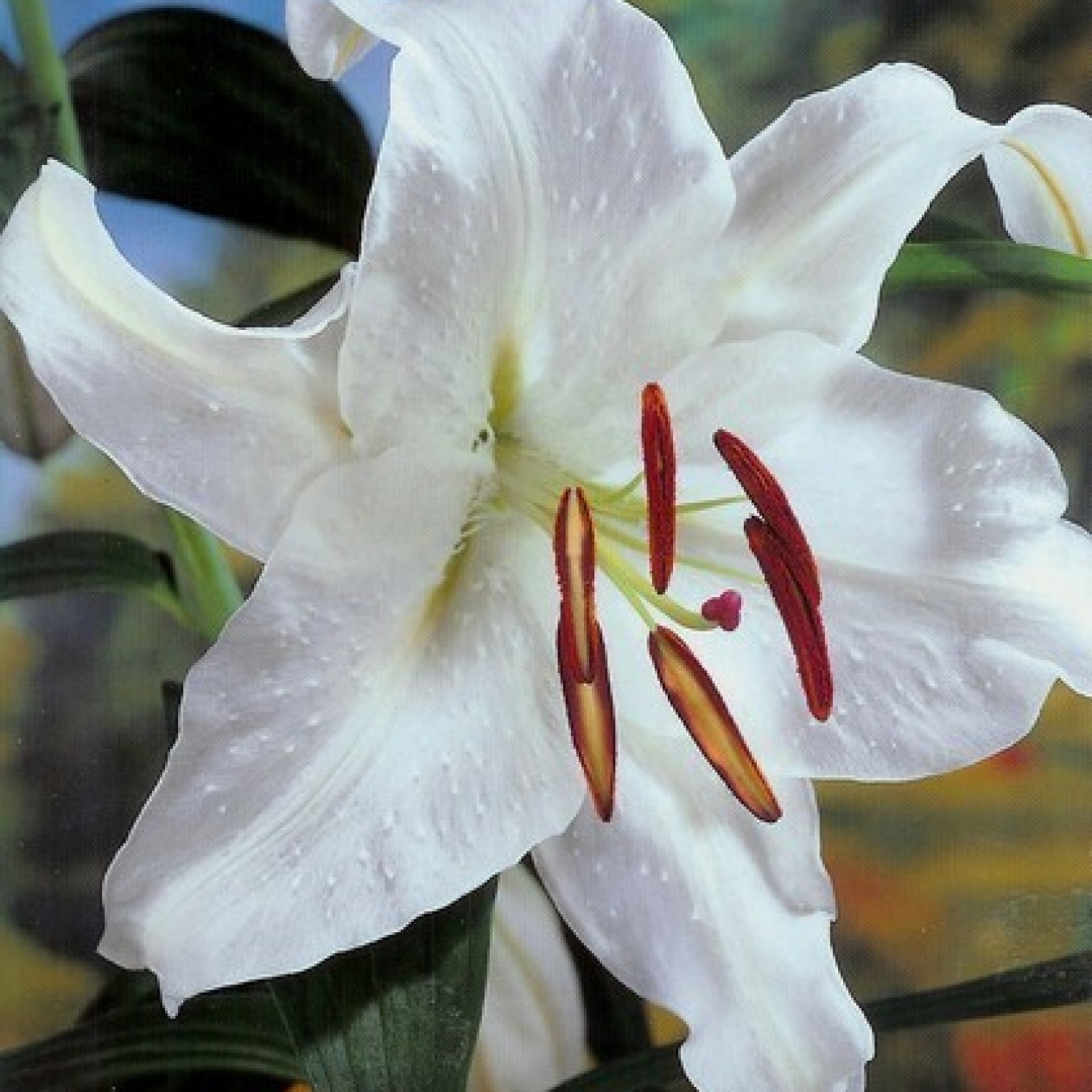722200-lilium-hybride-casa-blanca