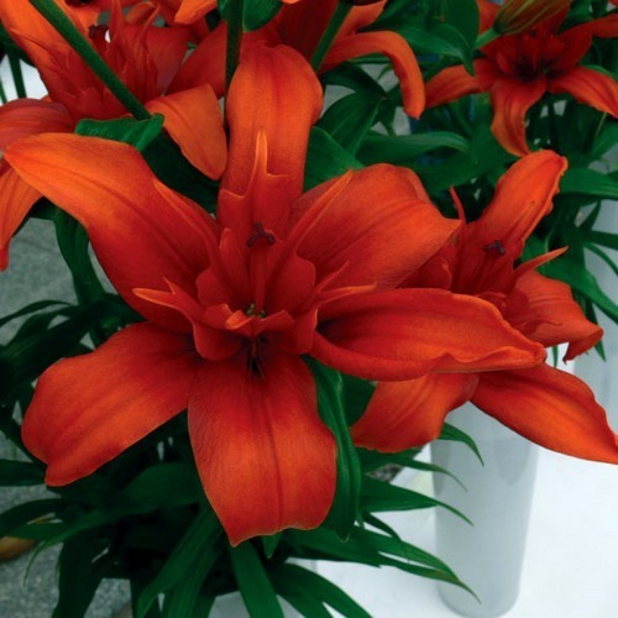 722220-lilium-hybride-cocktail-twins-red-twin
