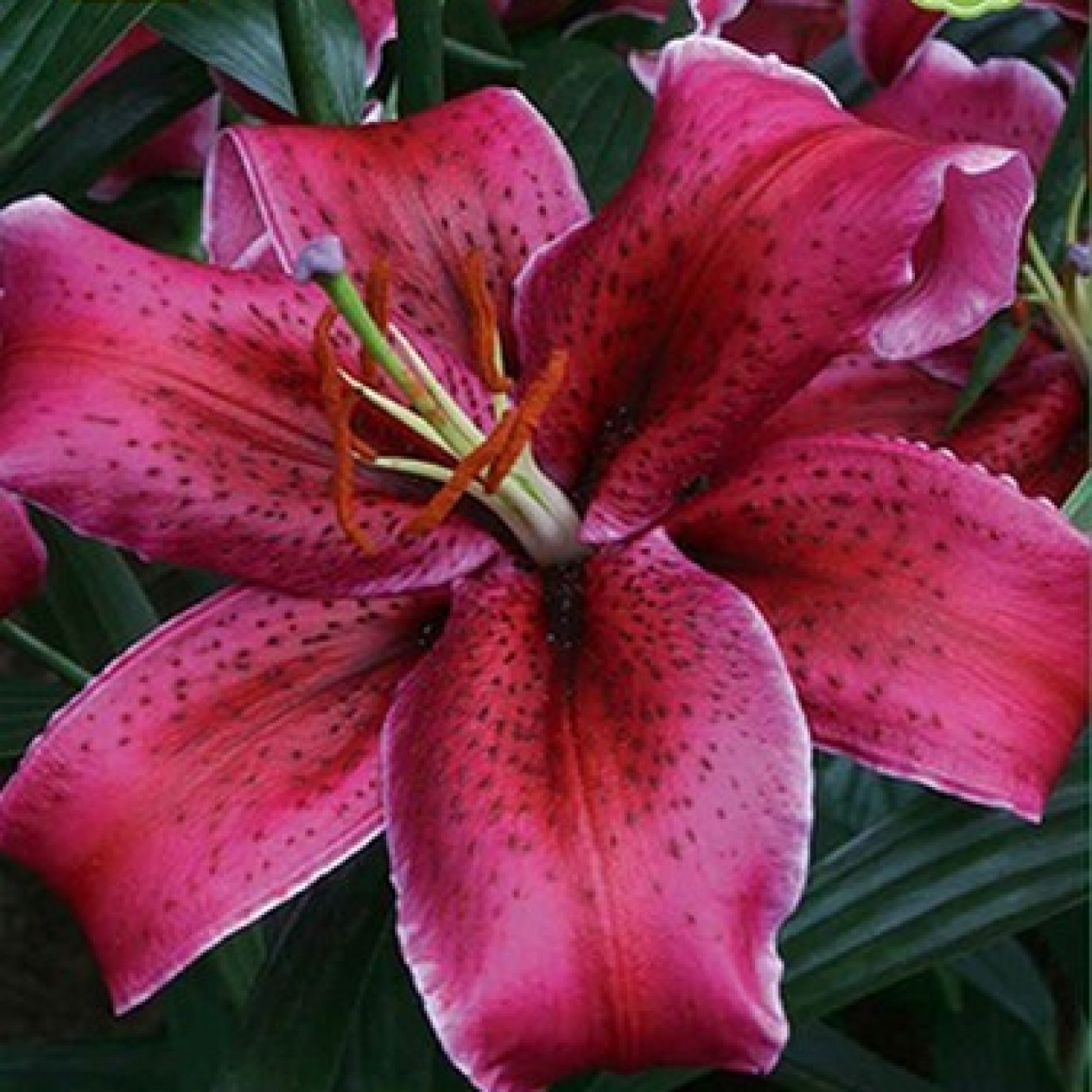 722230-lilium-hybride-corvara