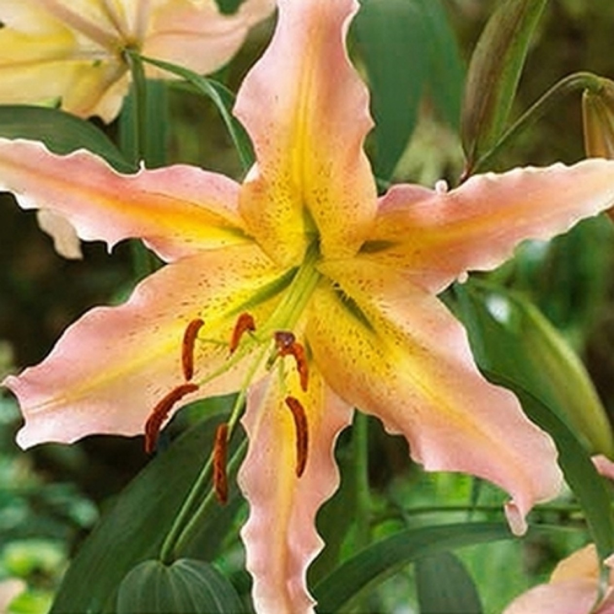 722272-lilium-hybride-elusive