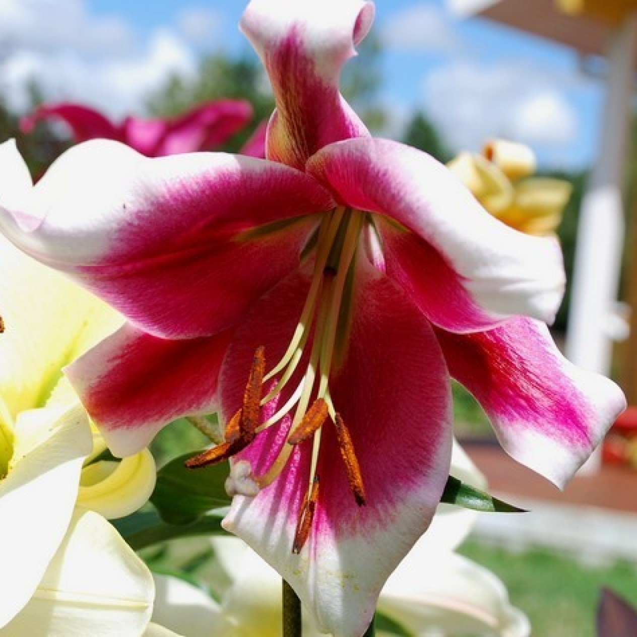 722284-lilium-hybride-friso