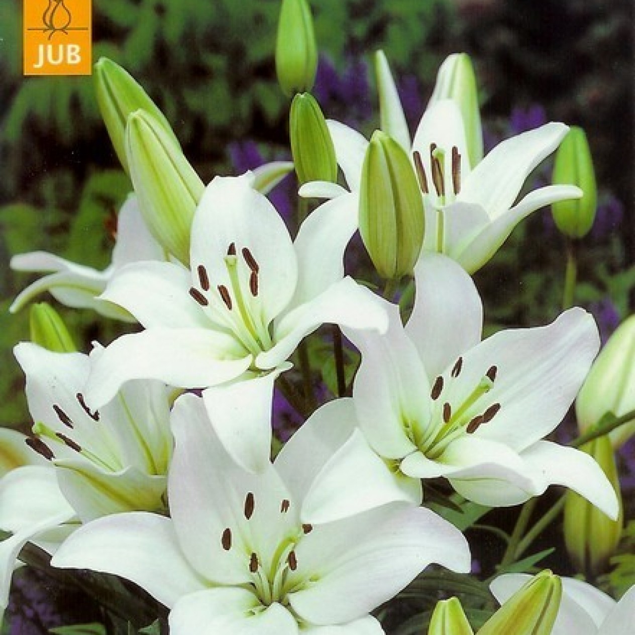 722370-lilium-hybride-kent