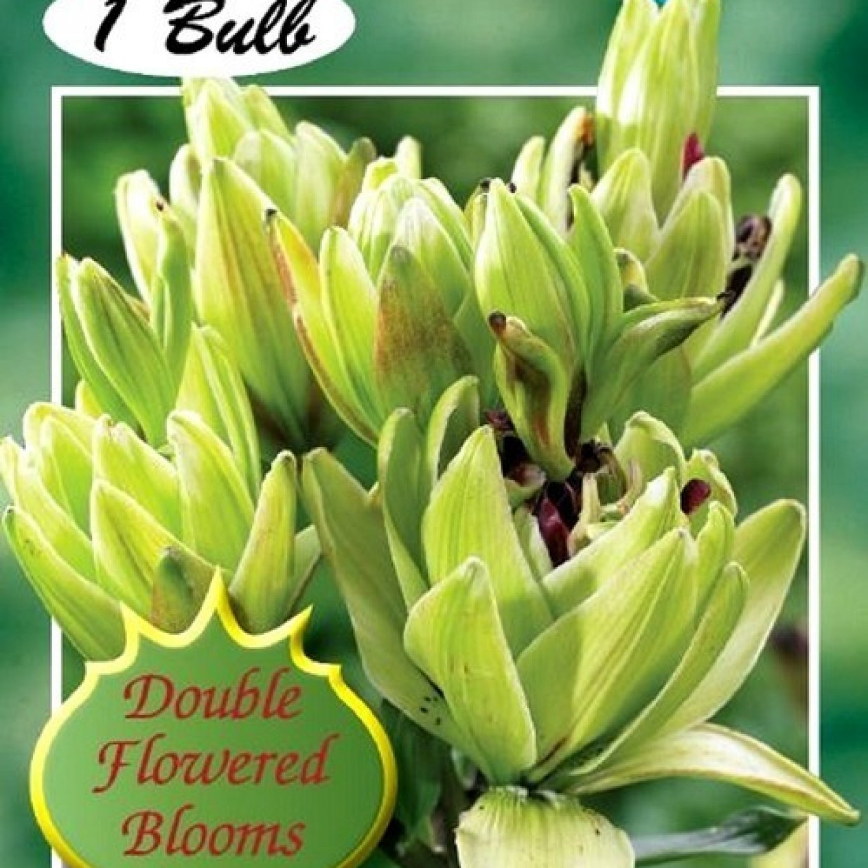 722510-lilium-hybride-mistery-dream