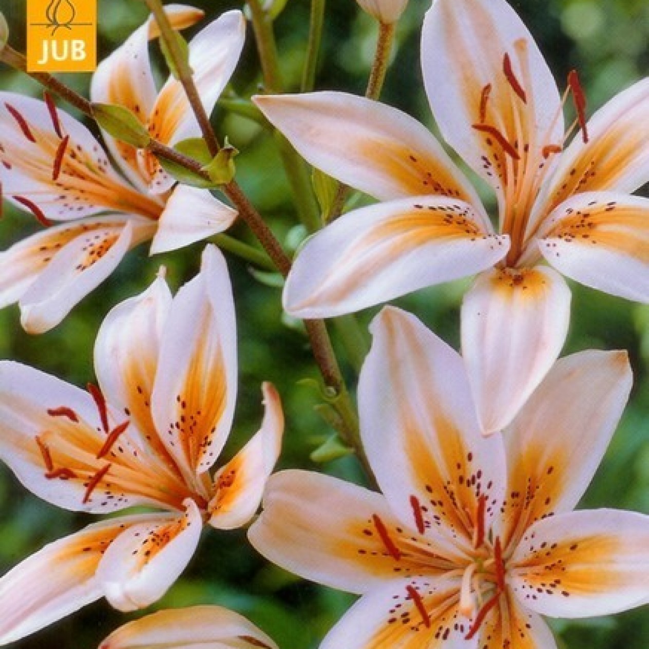 722680-lilium-hybride-orange-electric