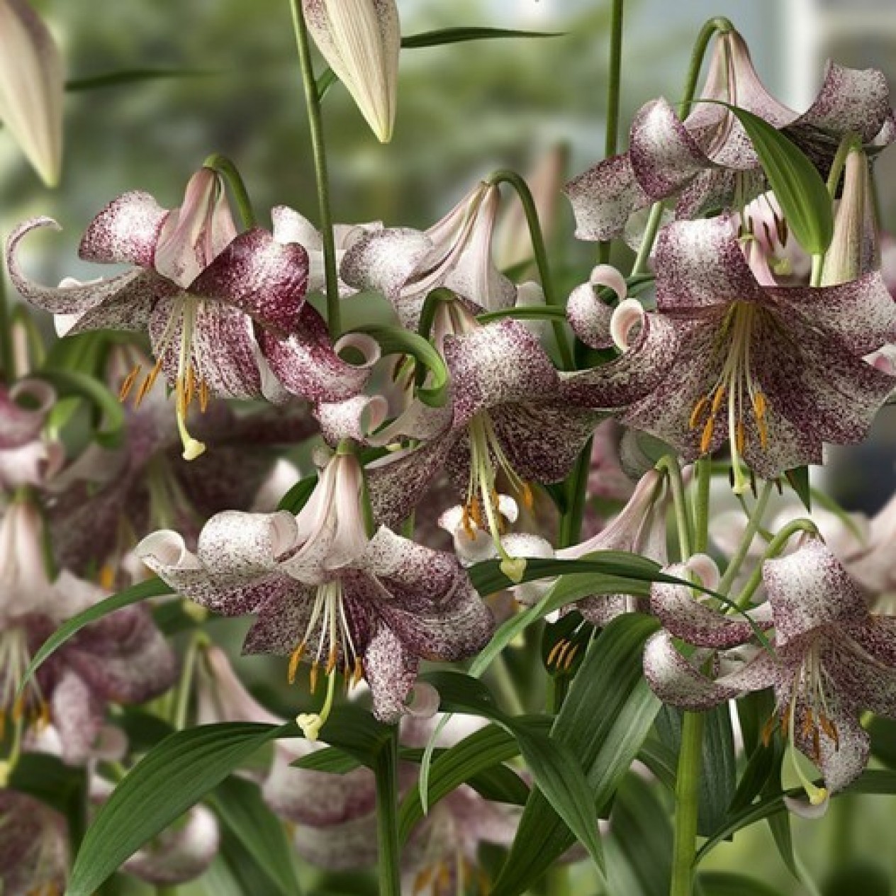 723610-lilium-longiflorum-lankongense-lankon