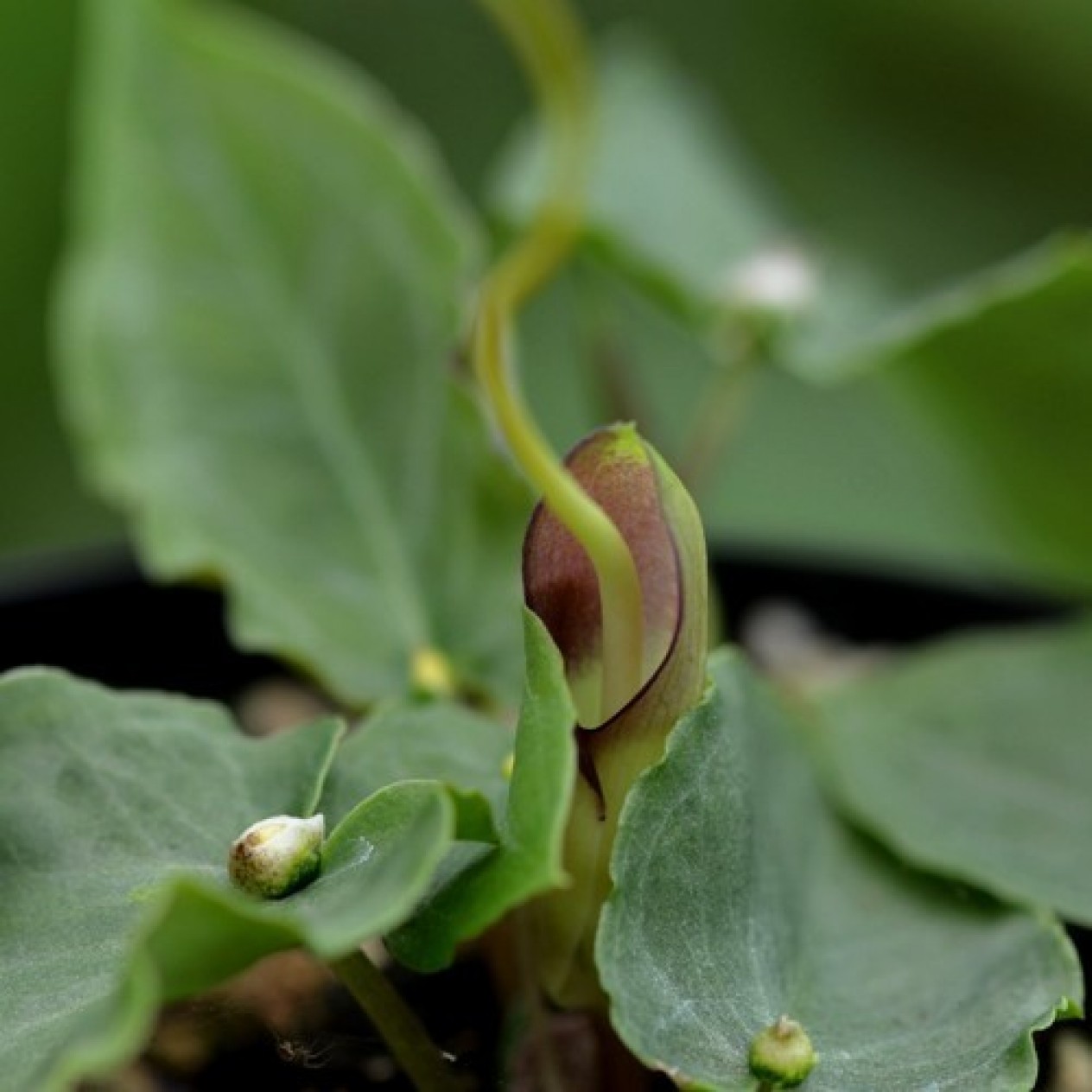 725305-pinellia-cordata