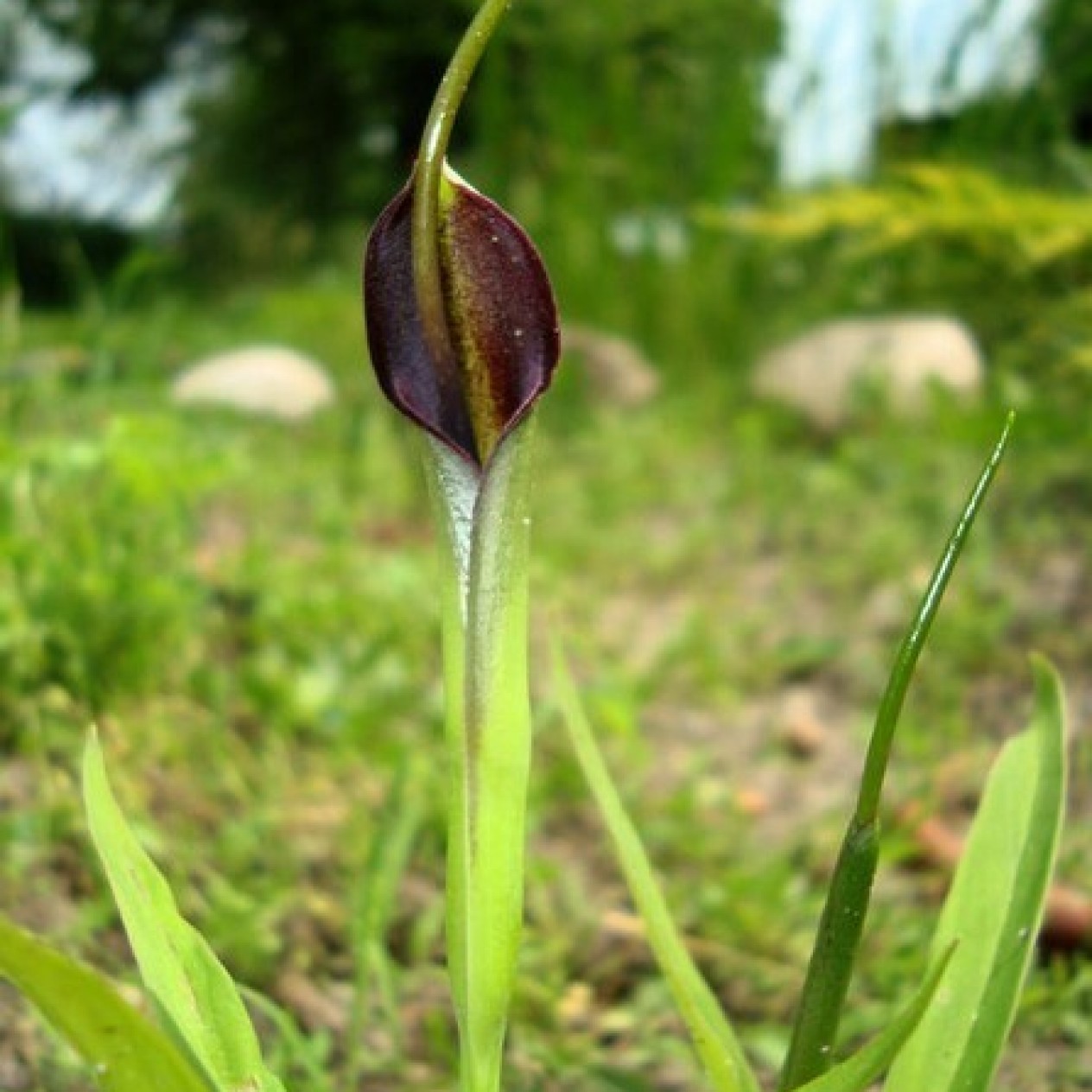 725320-pinellia-ternata-atropurpurea