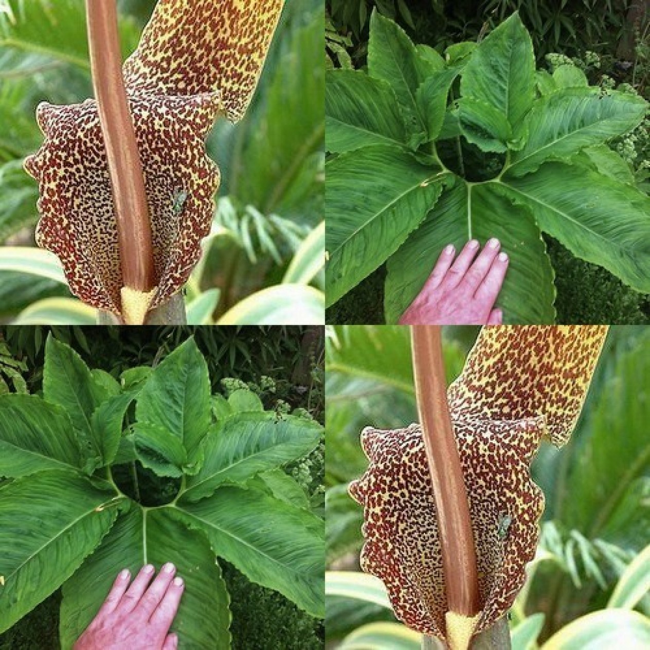 725790-sauromatum-nubicum