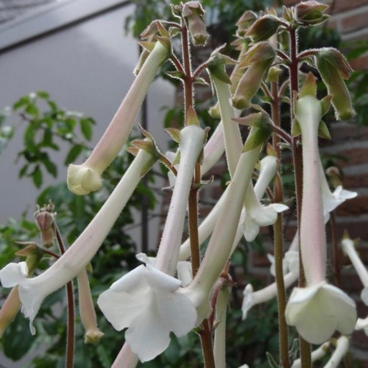 725950-sinningia-tubiflora