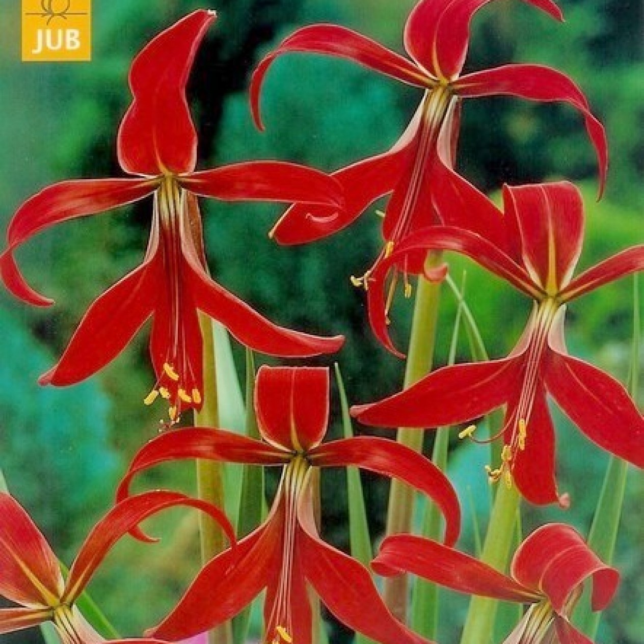 726000-sprekelia-formosissima