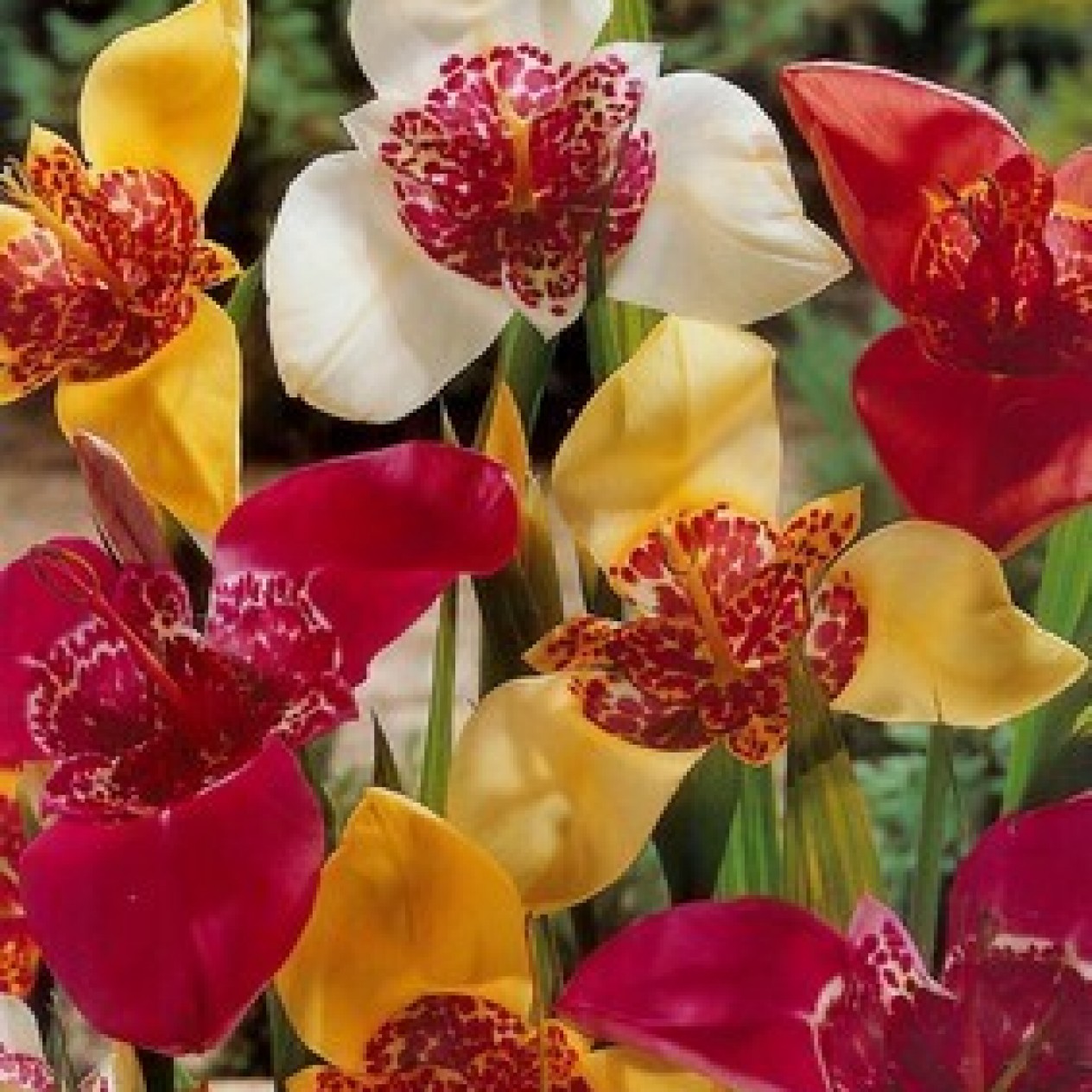726100-tigridia-pavonia