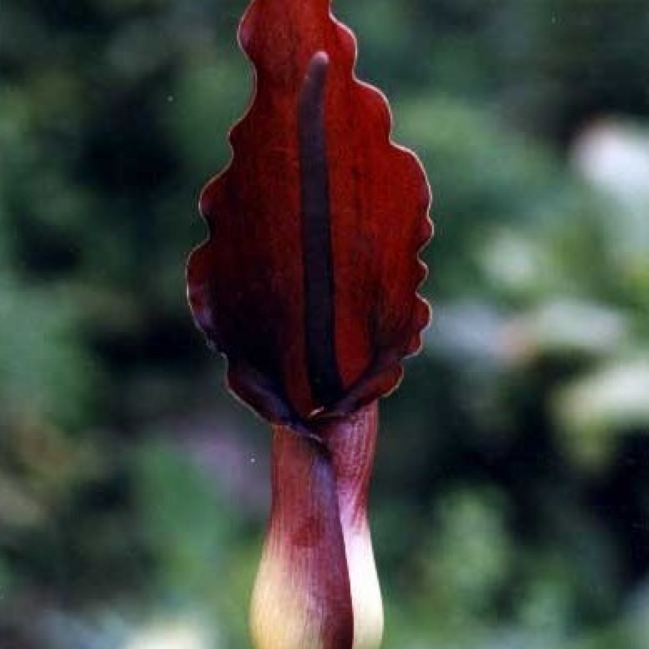 726212-typhonium-giganteum