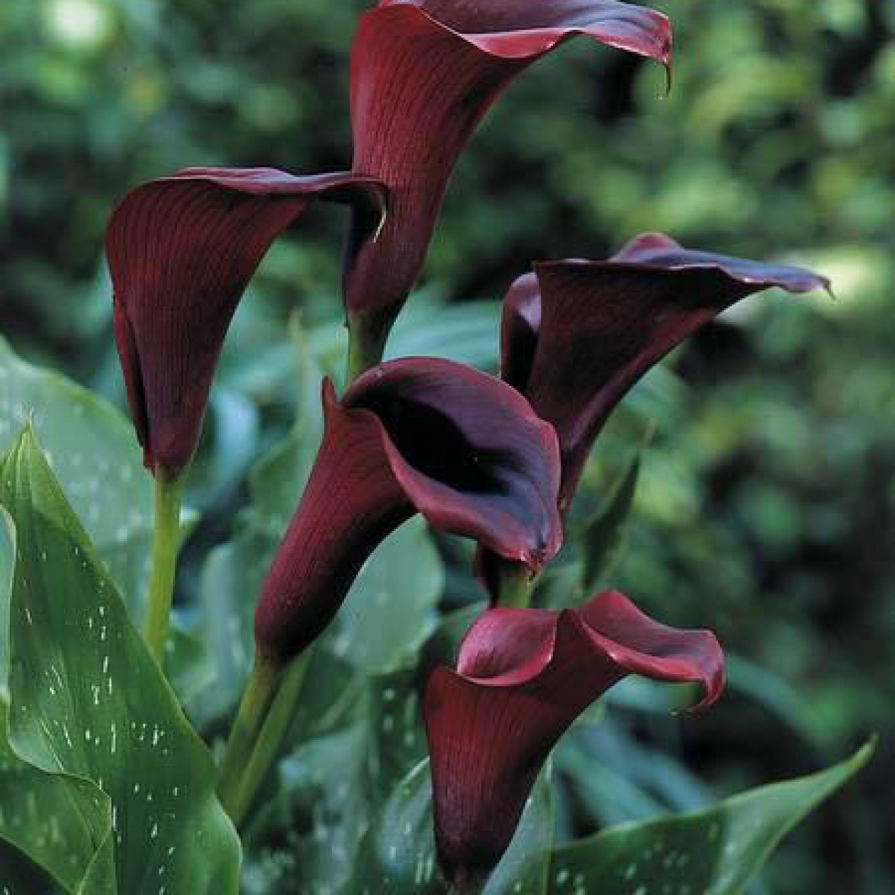 726325-zantedeschia-hybrida-black-star-odessa