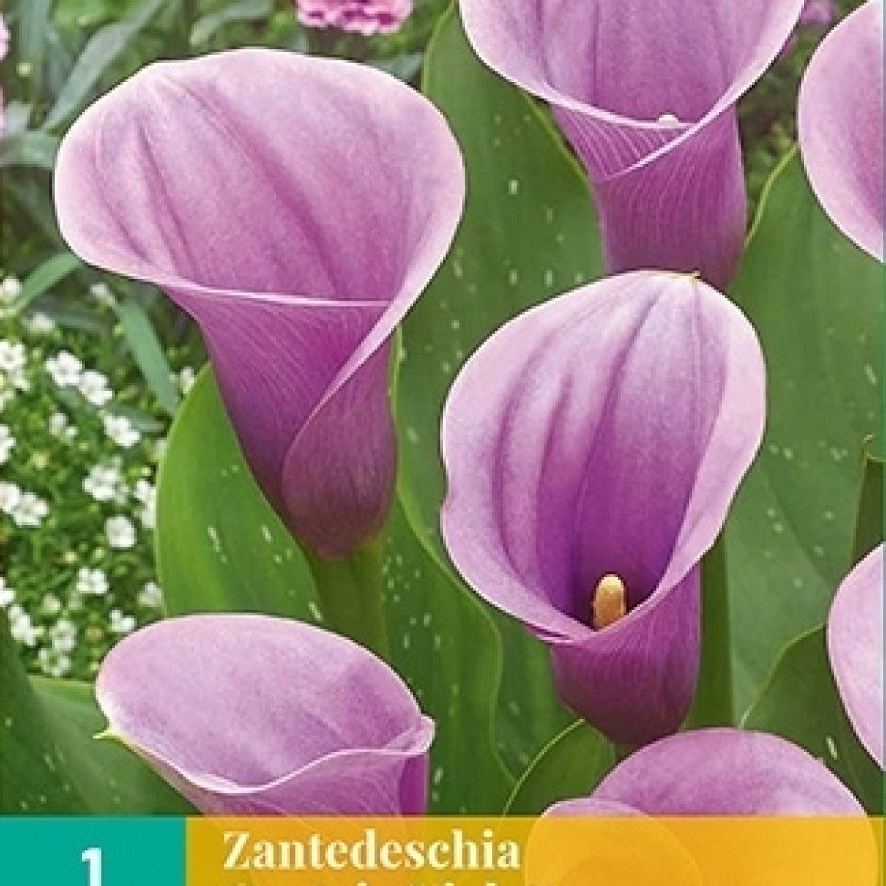 726333-zantedeschia-hybrida-captain-violetta