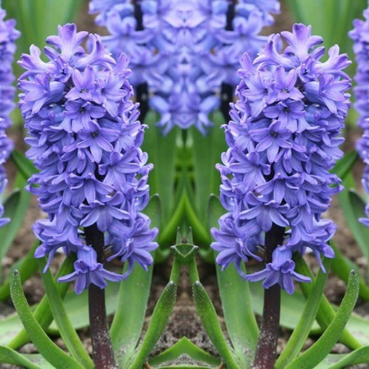730100-hyacinthus-delft-blue
