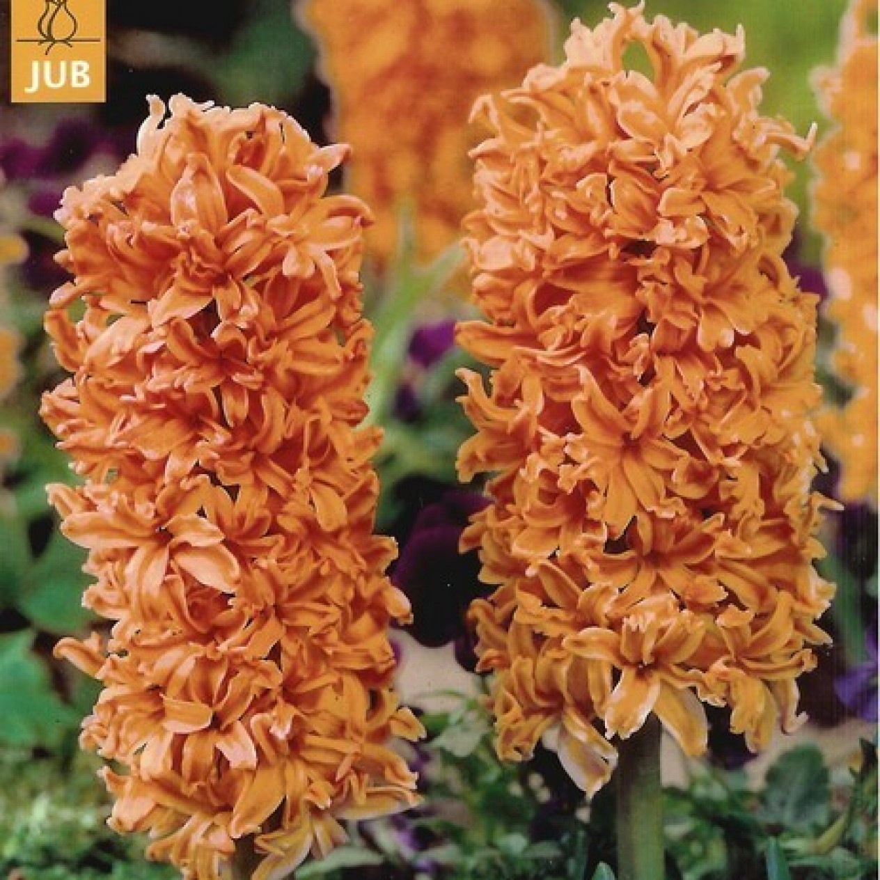 730140-hyacinthus-gipsy-queen