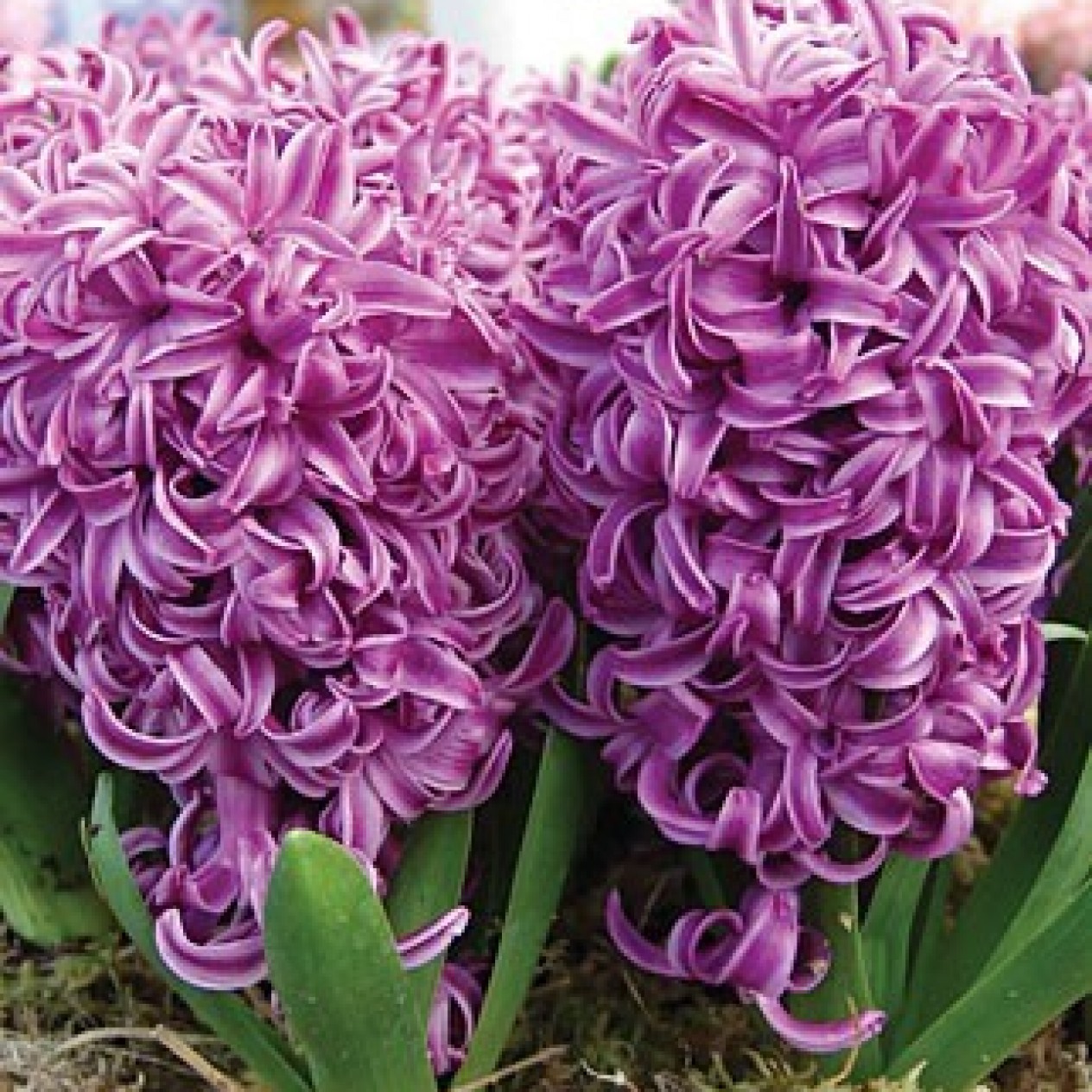 730180-hyacinthus-purple-voice