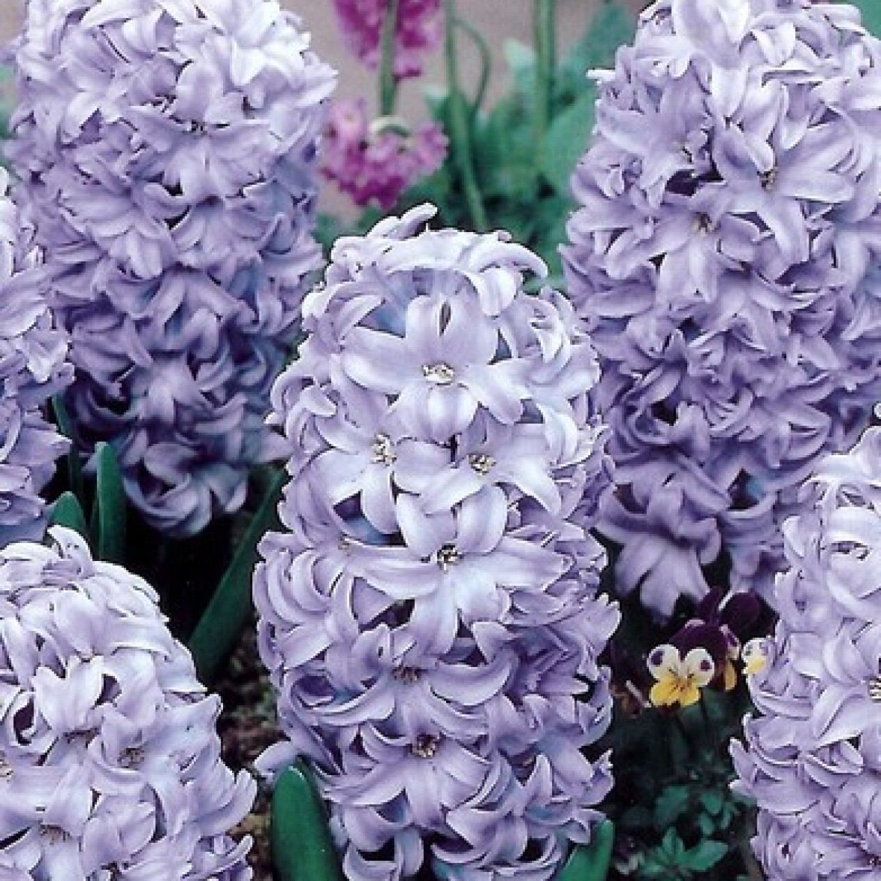 730190-hyacinthus-sky-jacket-aqua