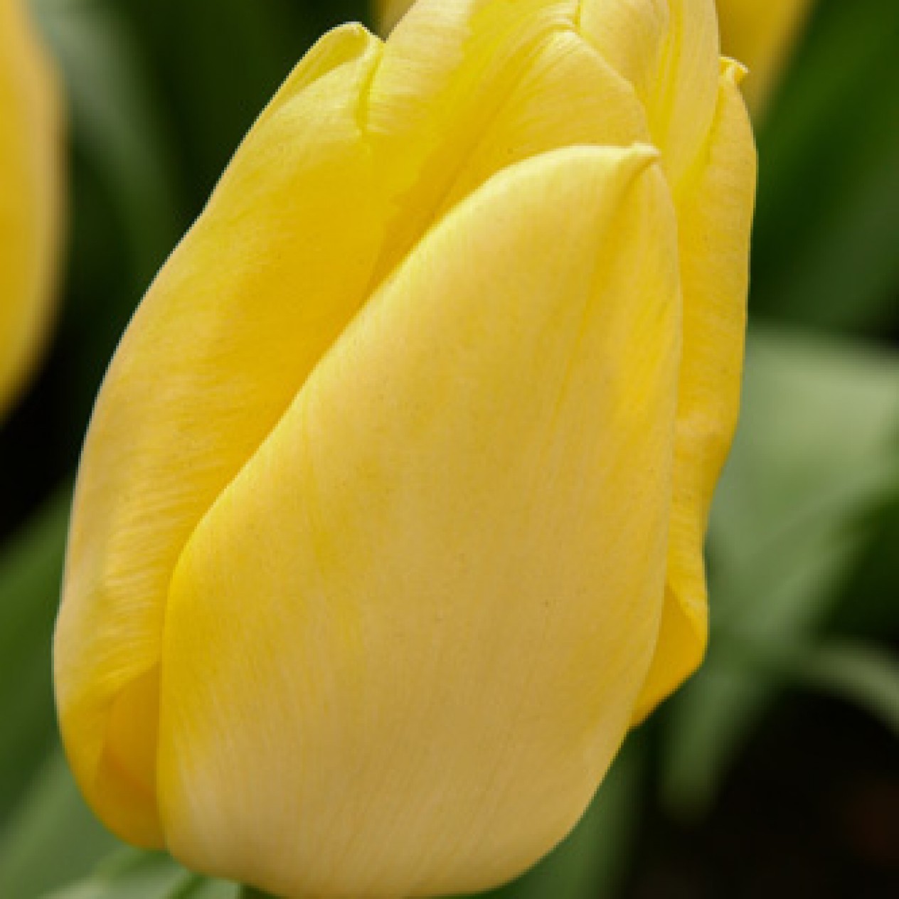 730480-tulipa-sunny-prince