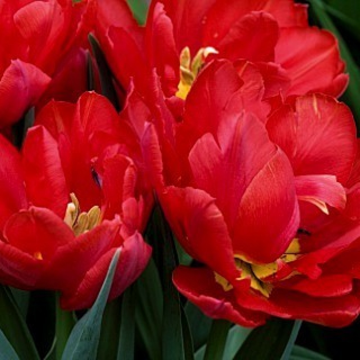 730550-tulipa-abba-pamplona