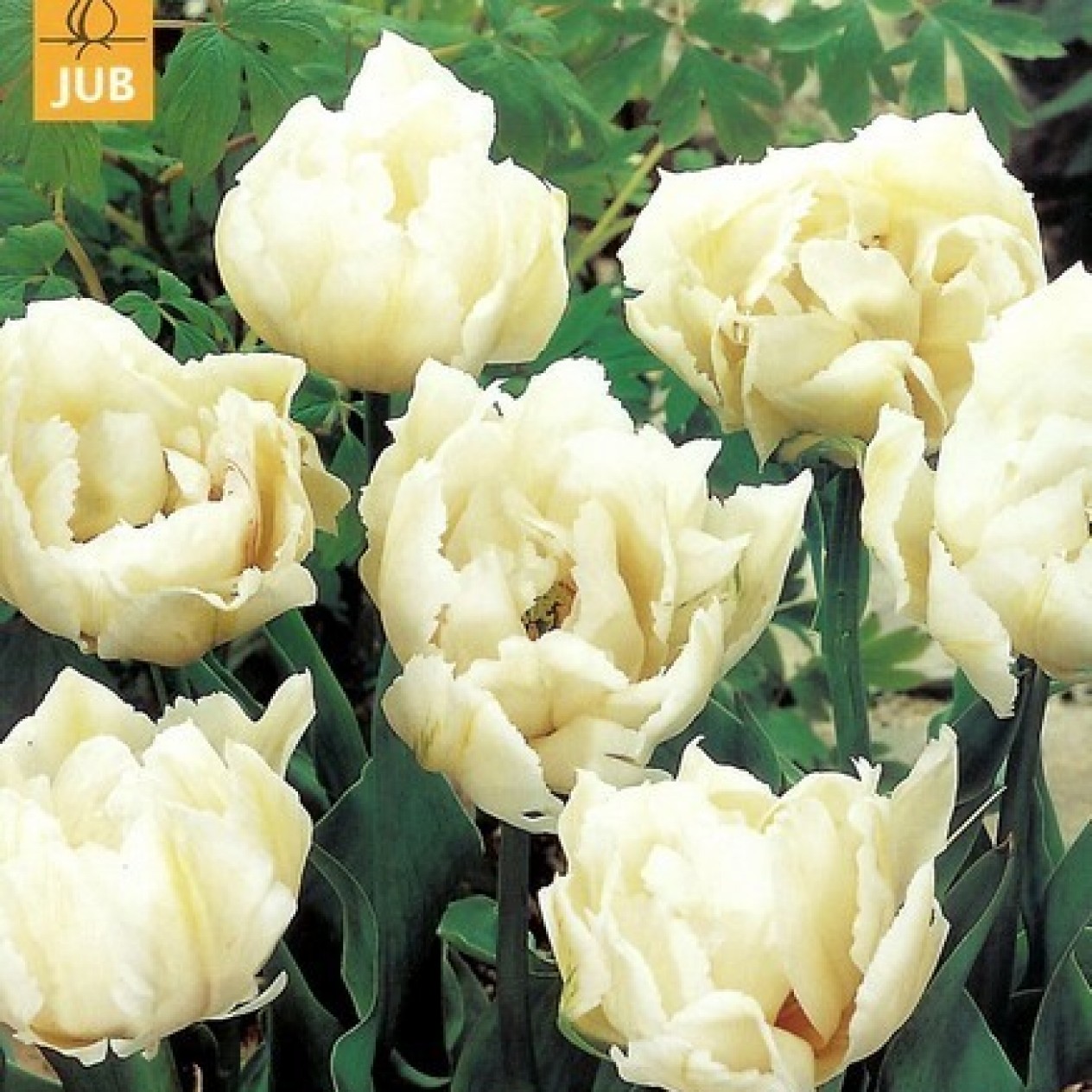 730560-tulipa-mondial