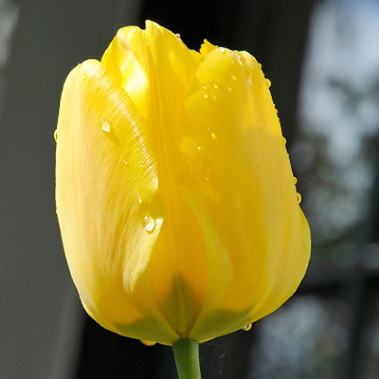 730780-tulipa-jacuzzi