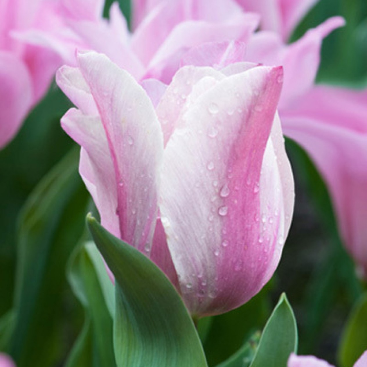 730815-tulipa-miss-elegance