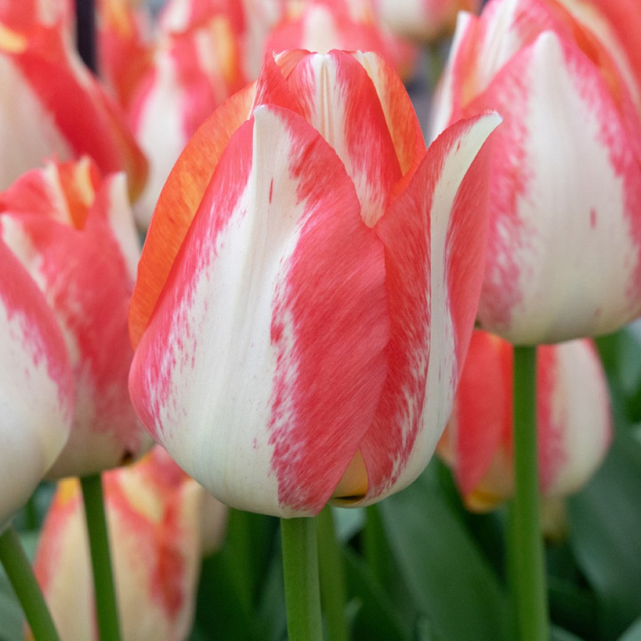 730900-tulipa-synaeda-amor