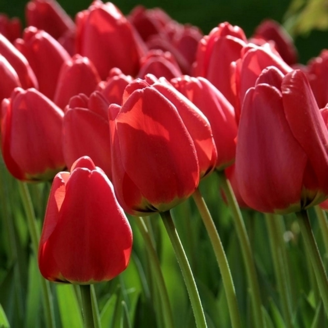 731025-tulipa-parade