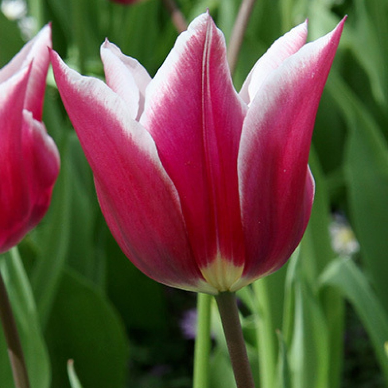 731200-tulipa-claudia