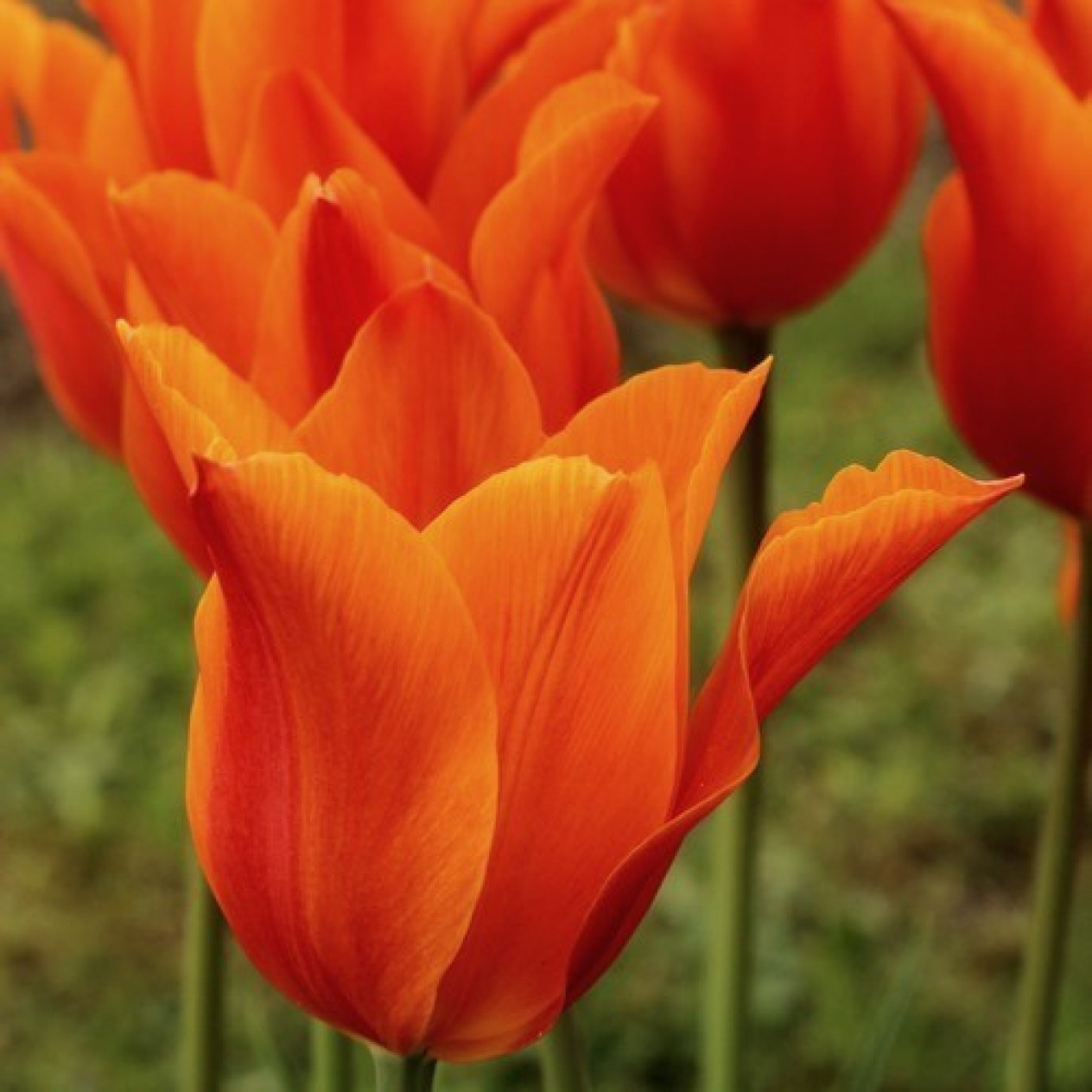 731210-tulipa-ballerina